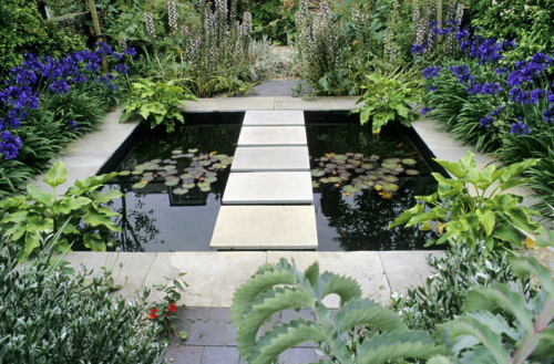 Declan Buckely garden pool with agapanthus